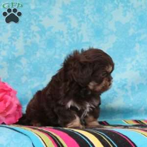 James, Shih-Poo Puppy